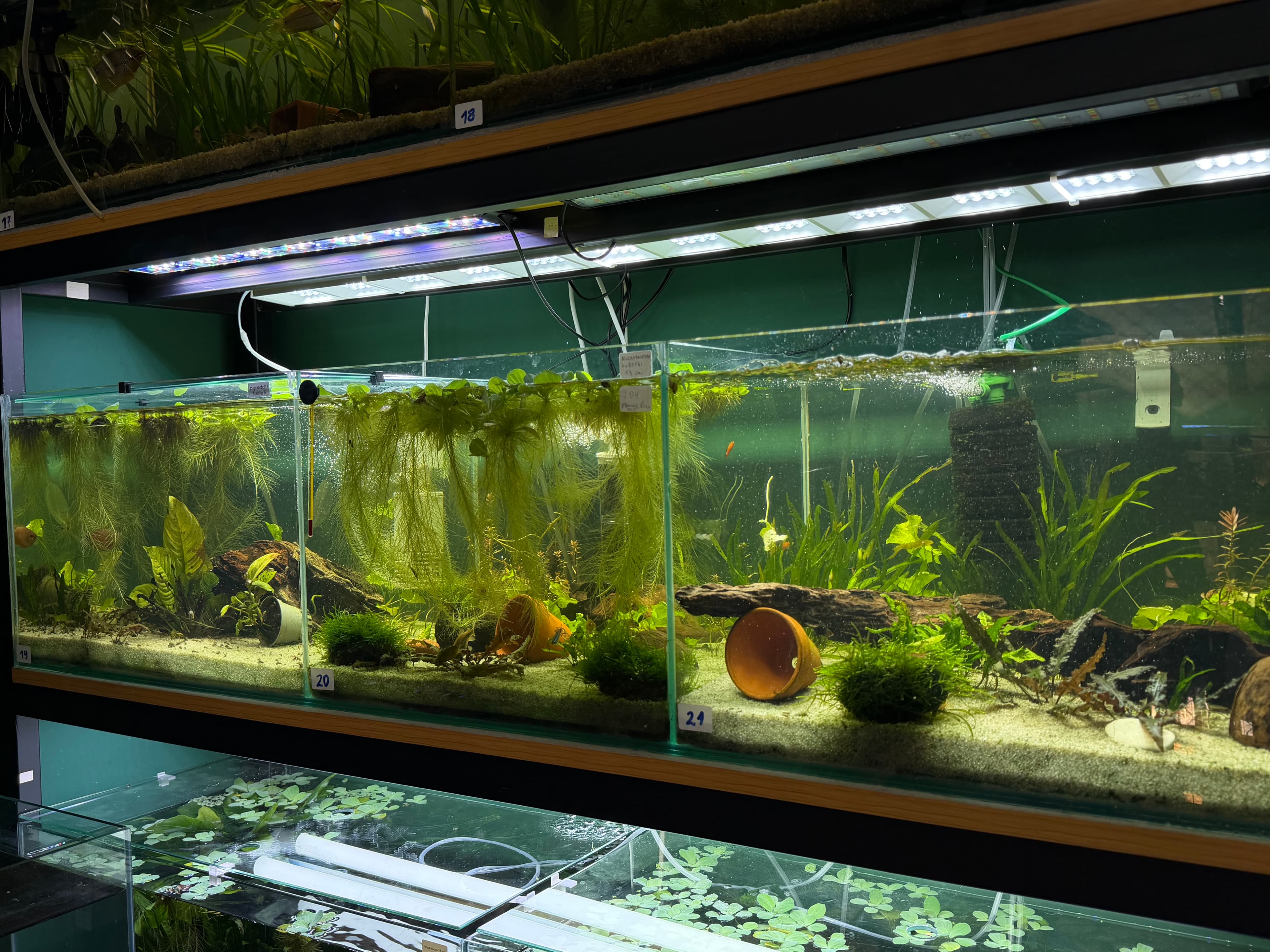 Aquarium design