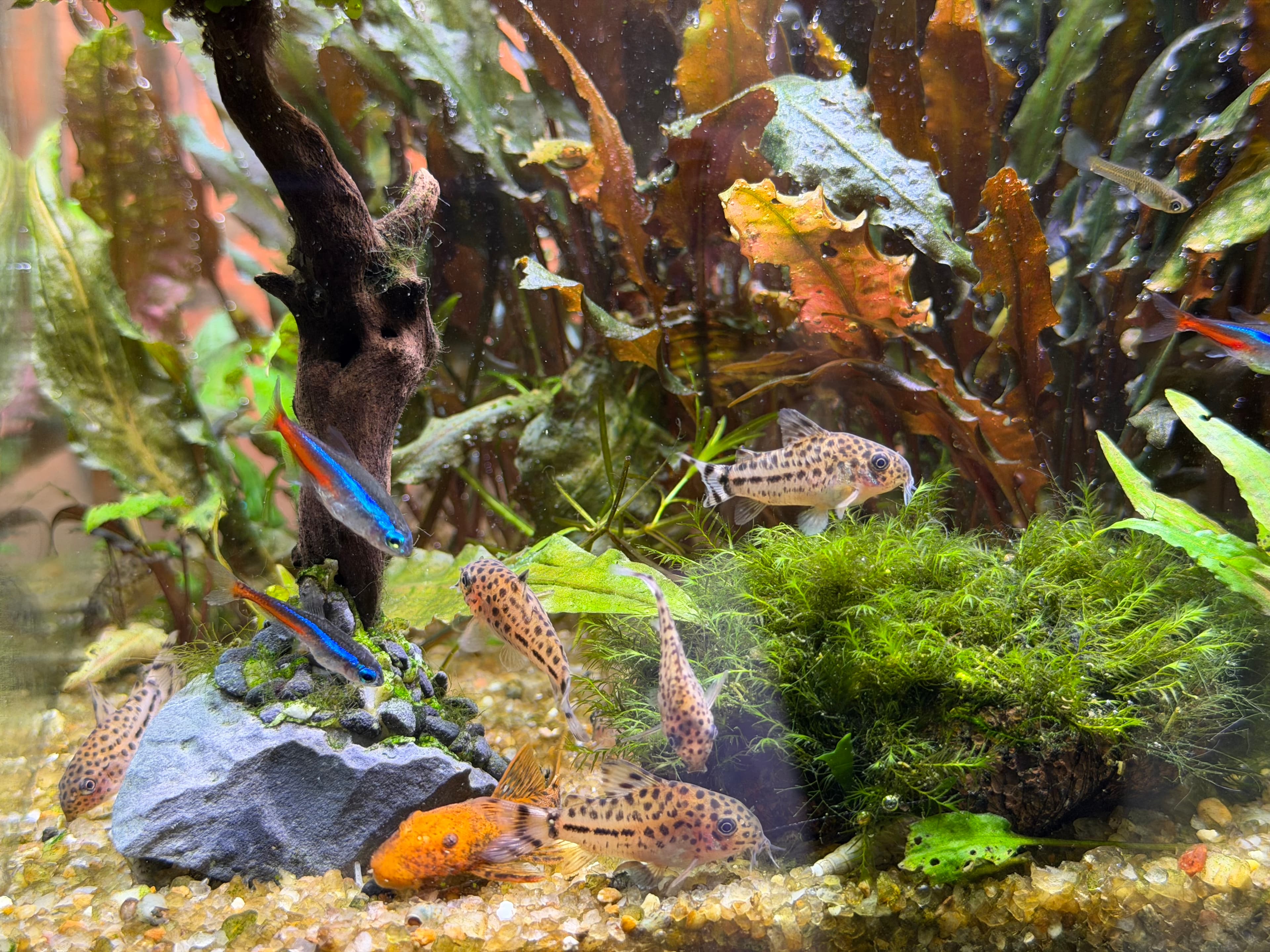 Aquarium at Casa dos Piexes
