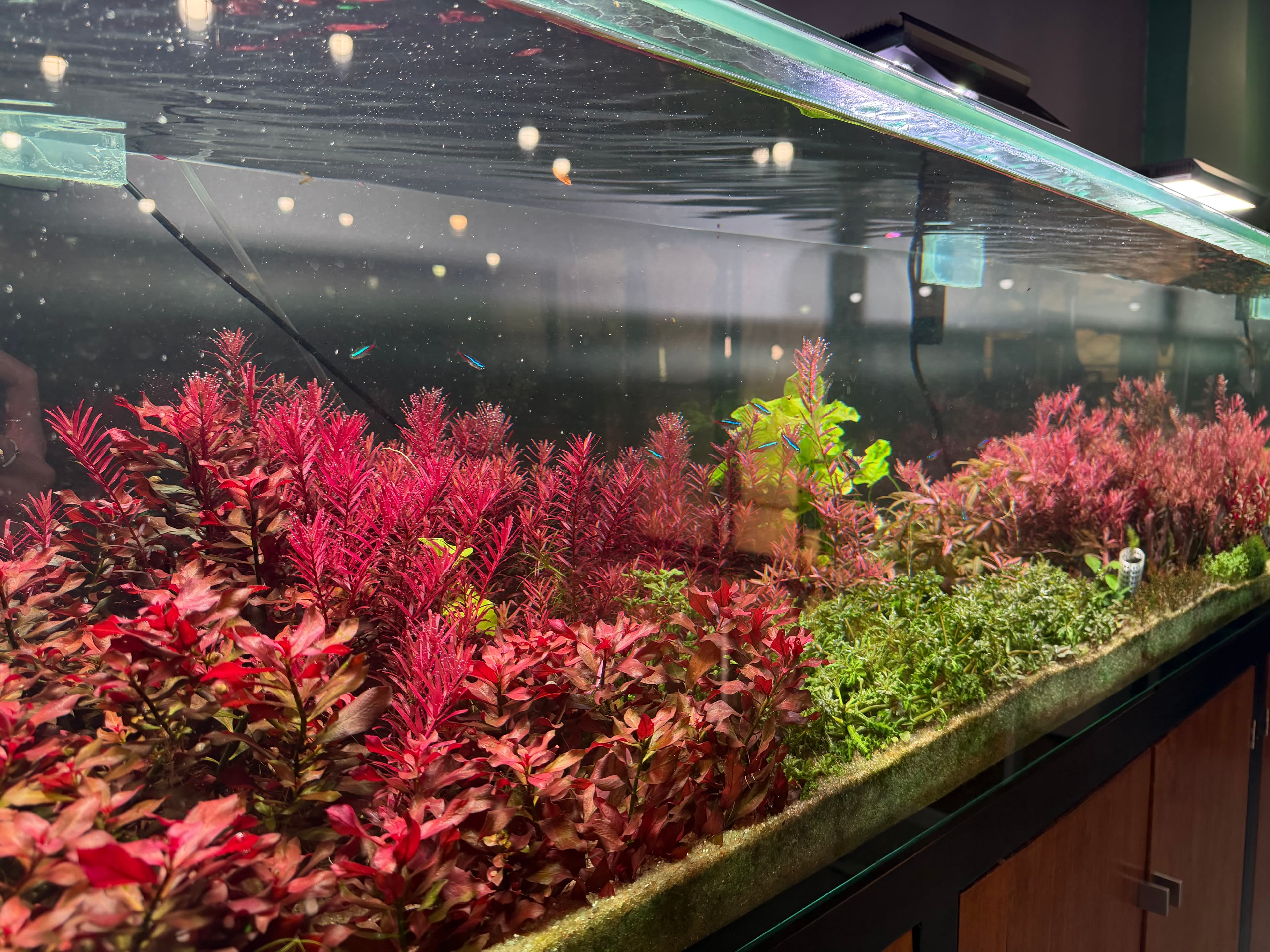 Custom aquarium solutions