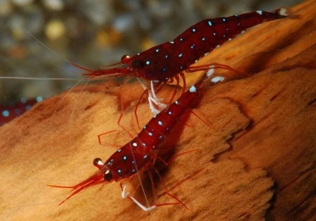 Camarão Sulawesi Cardinal