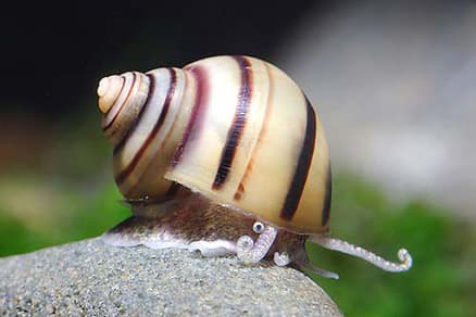 Caracol Spixi