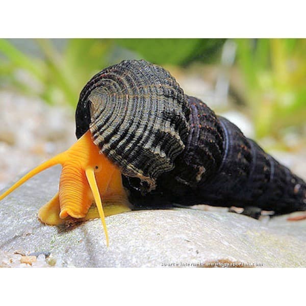 Tylomelania Amarela Coelho
