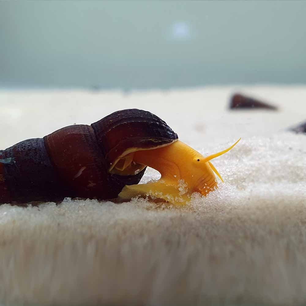 Tylomelania Amarela Coelho (Bebé)