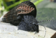 Tylomelânia coelho preto com manchas brancas