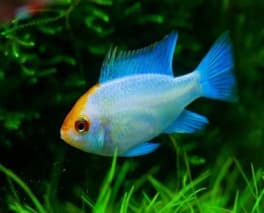 Apistogramma Azul Elétrico