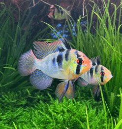 Apistogramma Ramirezi