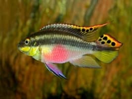 Сiclídeo Papagaio Gribensis (Pelvicachromis)