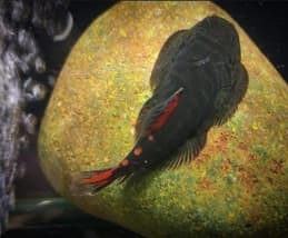 Gastromyzon sp. Lamandau