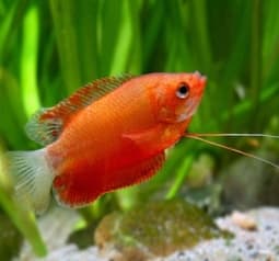 Gourami Mel Vermelho fêmea adulto