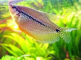 Gourami Pérola fêmea adulto