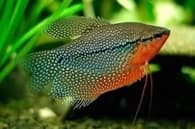 Gourami Pérola macho adulto