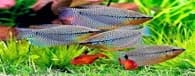 Gourami Pérola S/M