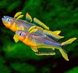 Peixe-arco-íris Popondetta Furcat