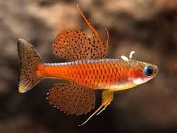 Pseudomugil Paskai