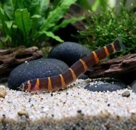 Acanthophthalmus Kuhlii