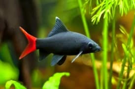 Labeo Bicolor, S/Labeo Verde S