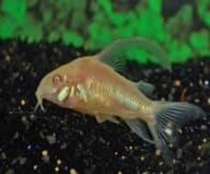 Corydoras albino clássico e há um véu