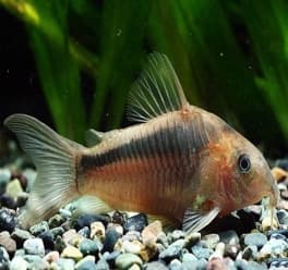 Corydoras Dourado