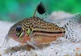 Corydoras Julii