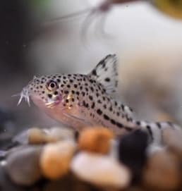 Corydoras knaacki