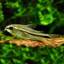 Corydoras pygmaeus