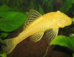 Ancistrus Albino