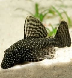 Ancistrus Comum