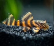 Ancistrus L397