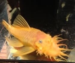 Ancistrus Limão