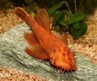 Ancistrus Super Red