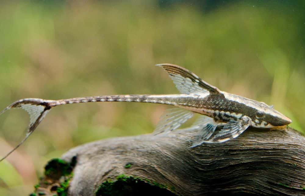 Sturisoma Panamense
