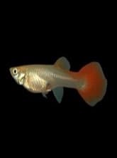 Guppy Renda Vermelha fêmeas