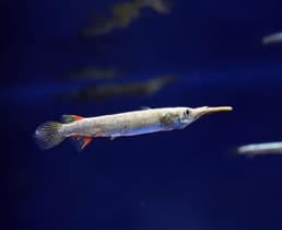 (Dermogenys pusilla)