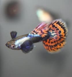 Guppies machos com orelhas de elefante