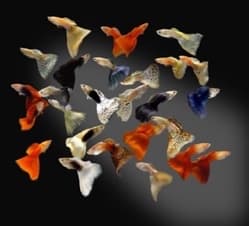 Guppy Assortido machos