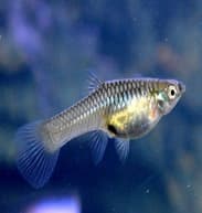 Guppy Cauda de Lira Azul Japonês machos (fêmeas de raça pura)