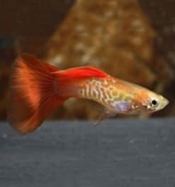 Guppy Cobra