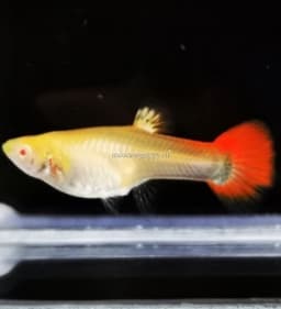 Guppy Cobra (fêmeas de raça pura)