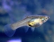 Guppy Endler Chili (fêmeas de raça pura)