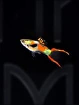 Guppy Endler Chili machos