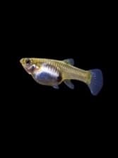 Guppy Endler Tigre fêmeas
