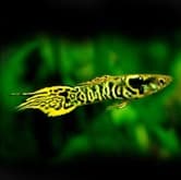 Guppy Endler Tigre machos