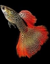 Guppy Renda Vermelha machos