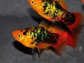 Platies de cores diferentes