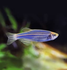 Danio rerio (GloFish) Azul Brilhante