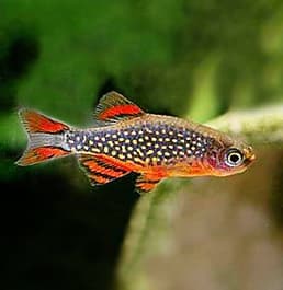 Microrasbora Galáxia (Danio margaritatus)