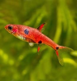 Microrasbora maculata