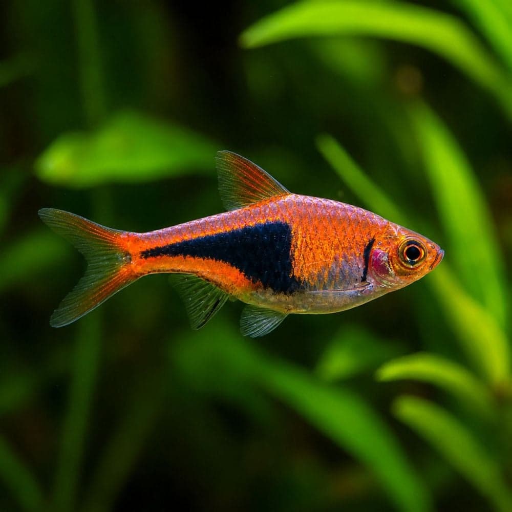 Rasbora Arlequim