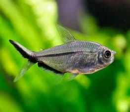 Tetra Costa