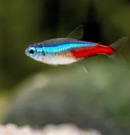 Tetra Neon